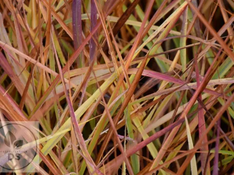 Miscanthus hybr. 'Purperascens'