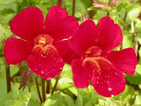 Mimulus cupr. 'Roter Kaiser'
