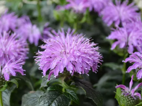 Monarda Sugar Buzz 'Blue Moon'