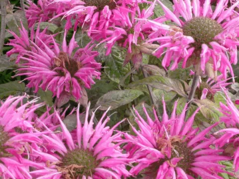 Monarda 'Croftway Pink'