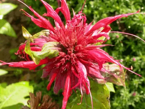 Monarda 'Cambridge Scarlet'