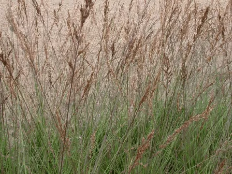 Molinia caer. 'Edith Dudszus'