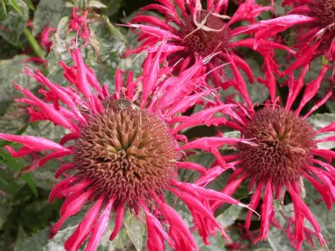 Monarda 'Gardenview Scarlet'