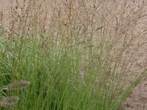 Molinia caer. 'Heidebraut'