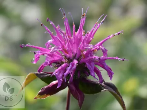 Monarda fistulosa sub. menthifolia
