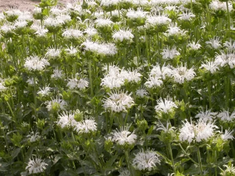 Monarda 'Schneewittchen'