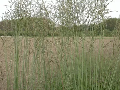 Molinia arund. 'Skyracer'