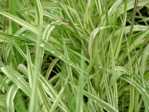 Molinia caer. 'Variegata'