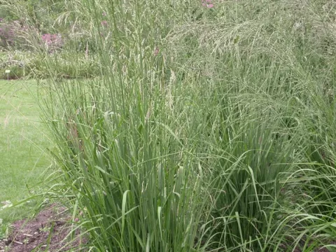 Molinia arund. 'Windspiel'