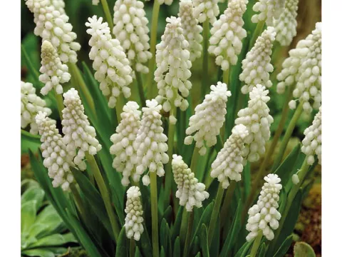 Muscari botroyoides 'Alba'