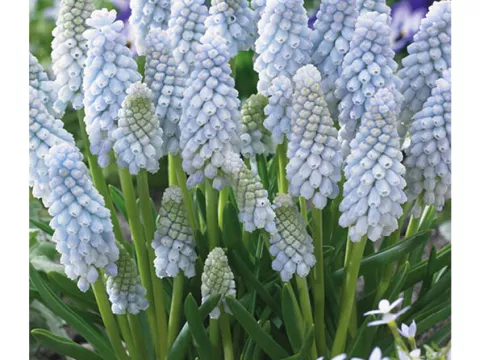 Muscari neglectum 'Baby Breath'