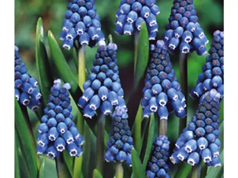 Muscari aucheri 'Blue Magic'