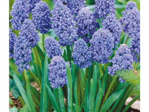 Muscari 'Blue Spike'