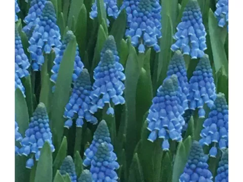 Muscari 'Carola'