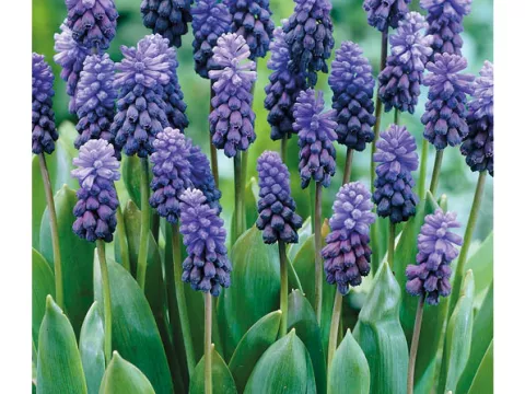 Muscari latifolium