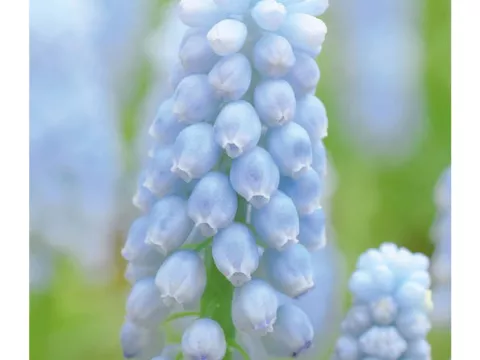 Muscari armen. 'Manon'