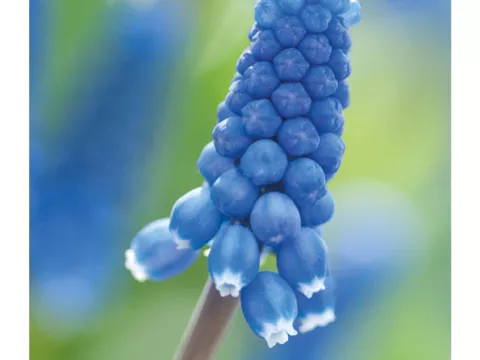 Muscari 'Superstar'
