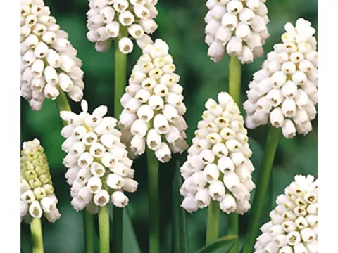 Muscari aucheri 'White Magic'