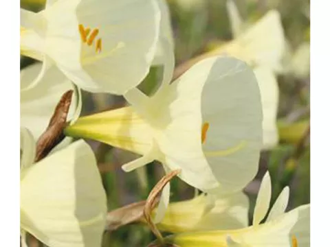 Narcis bot. 'Bulbocodium Spoirot'