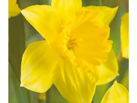 Narcis trompet 'Carlton'