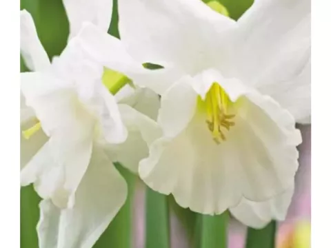 Narcis bot. 'Elvin's Voice'