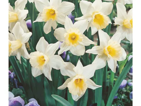 Narcis bot. 'Februari Silver'
