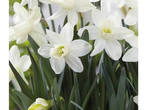 Narcis bot. 'Ice Baby'