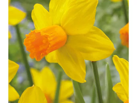 Narcis bot. 'Jet Fire'