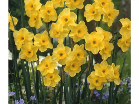 Narcis bot. 'Kokopelli'
