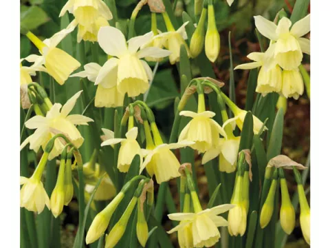 Narcis bot. 'Lemon Drops'