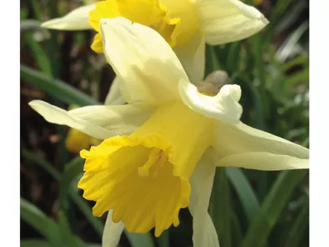 Narcis bot. 'Lobularis'