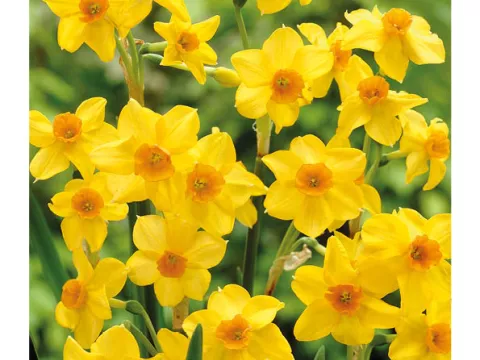 Narcis bot. 'Martinette'