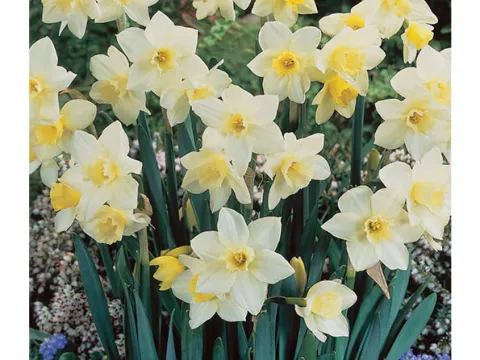 Narcis bot. 'Pueblo'