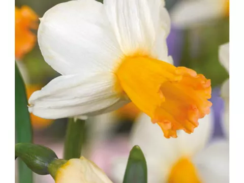 Narcis bot. 'Winter Waltz'