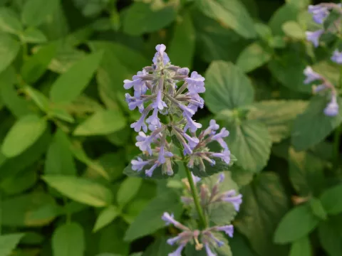 Nepeta grandiflora 'Bramdean'