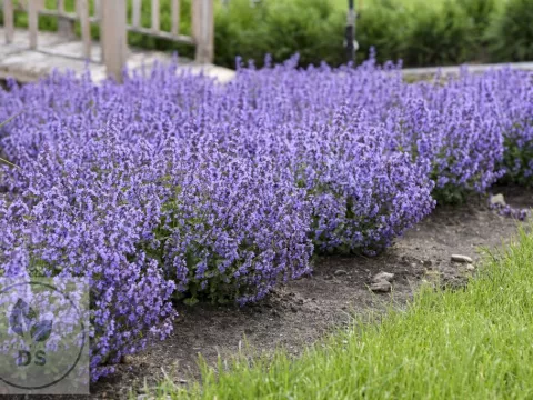 Nepeta faassenii 'Cat's Pajamas'