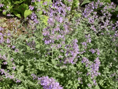 Nepeta faassenii 'Dropmore'