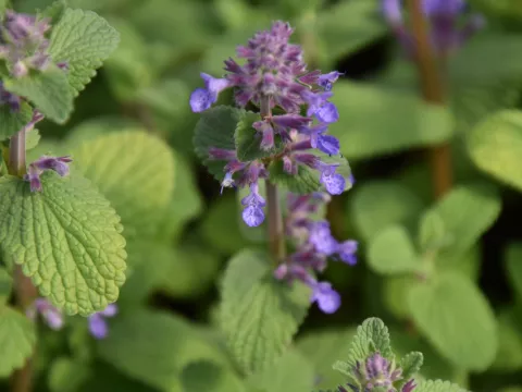 Nepeta racemosa 'Grog'