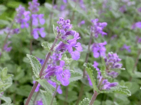 Nepeta mussinii