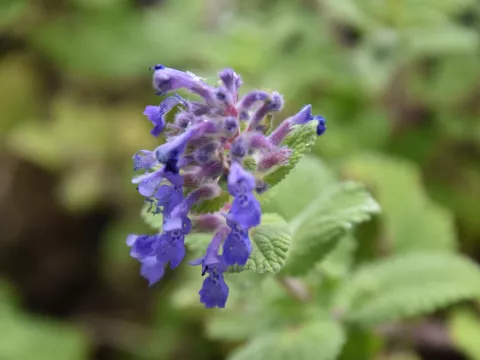 Nepeta racemosa 'Odeur Citron'