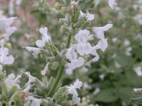 Nepeta faassenii 'Snowflake'