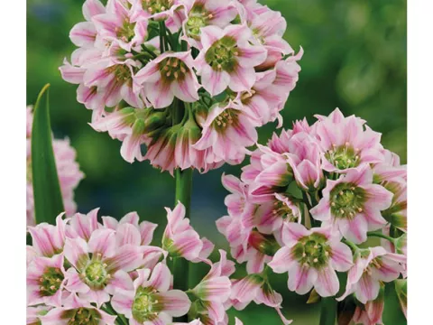 Nectaroscordum tripedale