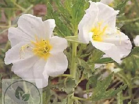 Oenothera speciosa 'Alba'