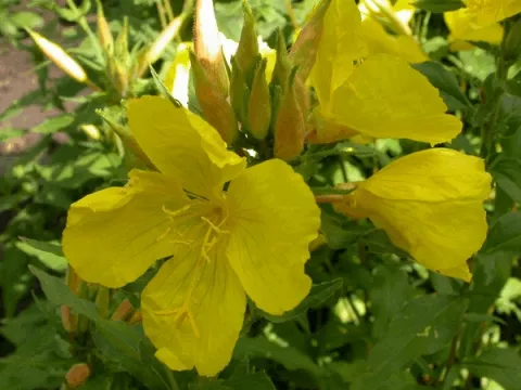 Oenothera fruticosa ssp glauca (tetragona)