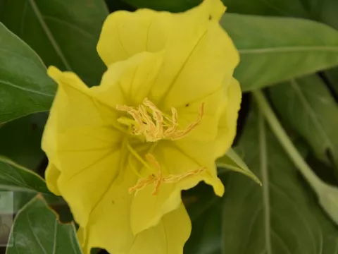 Oenothera macrocarpa (missourienis)
