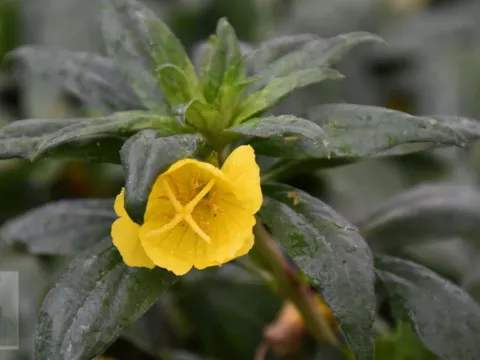 Oenothera fruticosa 'Sonnenwende'