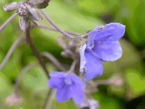 Omphalodes capp. 'Cherry Ingram'