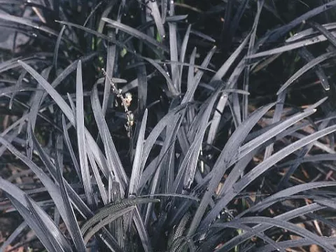 Ophiopogon planiscapus 'Black Dragon'