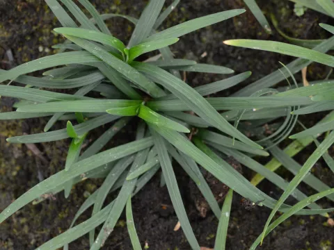 Ophiopogon japonicus 'Minor'