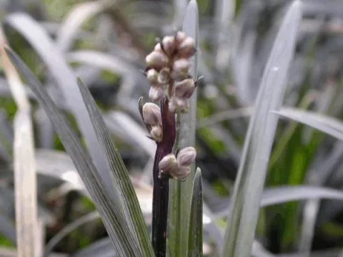 Ophiopogon planiscapus 'Niger'